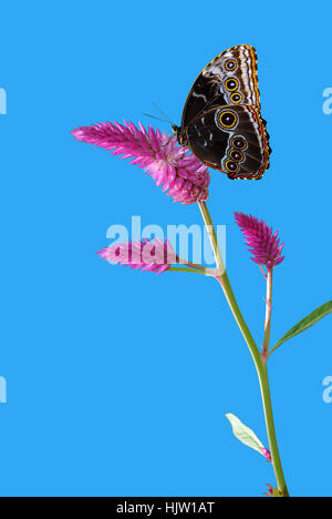 Wachtel Grass lateinischen Namen Celosia Argentea Stockfoto