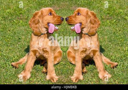 Zwei junge rote English Cocker Spaniel Hunde auf grünen Rasen Hintergrund Stockfoto