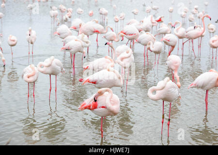 Rosa Flamingos (Phoenicopterus Roseus) in Wasser, Federn, Parc Vogelwarte de Pont de Gau, Saintes-Marie De La Mer Stockfoto