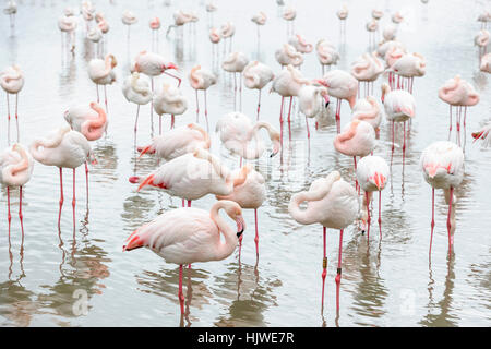 Rosa Flamingos (Phoenicopterus Roseus) in Wasser, Federn, Parc Vogelwarte de Pont de Gau, Saintes-Marie De La Mer Stockfoto