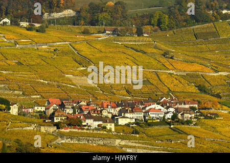 Weinberge im Herbst mit Weindorf Epesses, Genfer See, Lavaux, Kanton Waadt, Schweiz Stockfoto