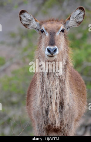 Wasserbock (Kobus Ellipsiprymnus), erwachsenes Weibchen, Krüger Nationalpark, Südafrika Stockfoto