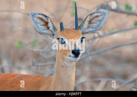 Steinböckchen (Raphicerus Campestris), Männchen mit gebrochenen Horn, Porträt, Krüger Nationalpark, Südafrika Stockfoto