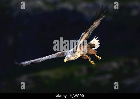 Seeadler (Haliaetus Horste) im Flug, Flatanger, Norwegen Stockfoto