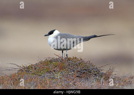 Long-tailed Skua oder Long-tailed Jaeger (Stercorarius Longicaudus) in der Tundra, Norwegen Stockfoto