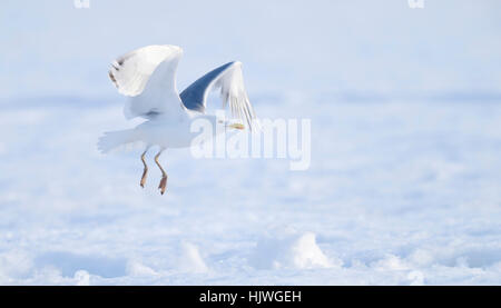 Europäische Hering Möve (Larus Argentatus) Einnahme Flug aus Schnee, Nord-Finnland, Finnland Stockfoto