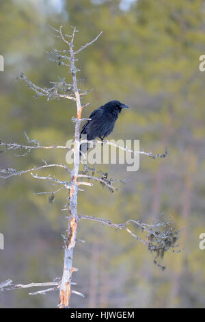 Kolkrabe (Corvus Corax) thront auf tot Föhren, Nord-Finnland, Finnland Stockfoto