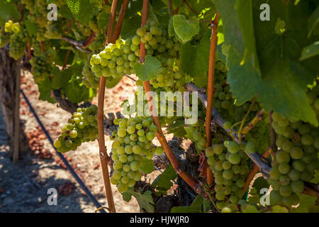 Weintrauben, Santa Rosa, Sonoma County, Kalifornien, USA Stockfoto