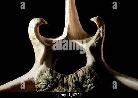 Eine Fotografie eines verstorbenen Weißschwanzhirsches (Odocoileus virginianus), der in Maryland gefunden wurde und dessen Skelettstruktur zeigt. Dieses Bild gibt Einblicke in die Anatomie dieser verbreiteten nordamerikanischen Art. Stockfoto