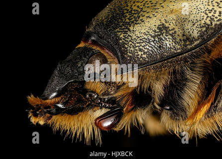 Dieses Bild zeigt eine Seitenansicht eines Dynastes Tityus Käfers, auch bekannt als Eastern Herkules Käfer. Dieser große Käfer, der in Maryland gefunden wird, ist bekannt für seine Größe und Stärke und trägt zur Gesundheit des Ökosystems bei. Stockfoto