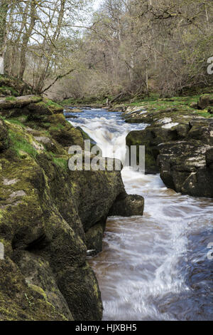 Strid, Bolton Abbey, Yorkshire Dales, UK Stockfoto