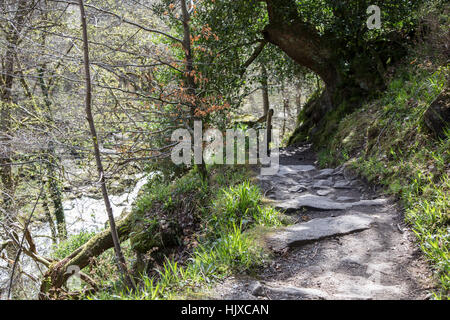 Wald-Pfad bei The Strid, Bolton Abbey, Yorkshire Dales, UK Stockfoto