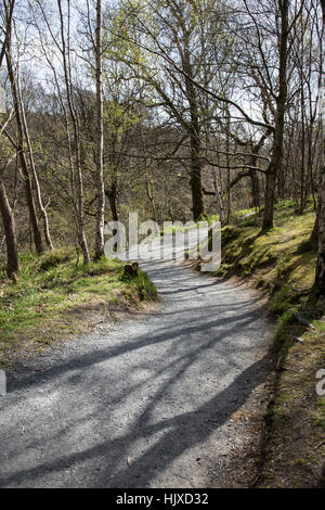 Wald-Pfad bei The Strid, Bolton Abbey, Yorkshire Dales, UK Stockfoto