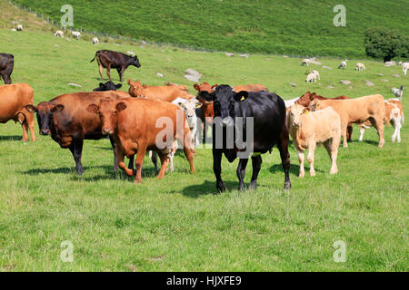 Aggressive Kühe mit Fohlen in der Yorkshire Dales National Park Stockfoto