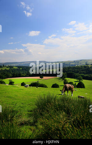 Aggressive Kühe mit Fohlen in der Yorkshire Dales National Park Stockfoto