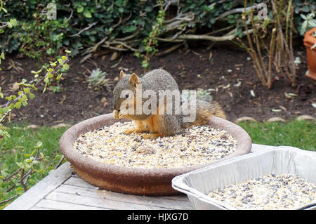 Eichhörnchen Essen aus einem Vogelhaus Stockfoto