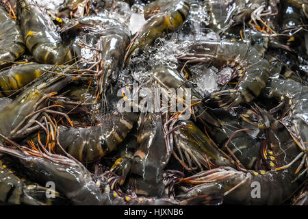 Frische riesige Tiger Garnelen auf Eis auf einem lokalen Markt in Bangkok, Thailand. Stockfoto