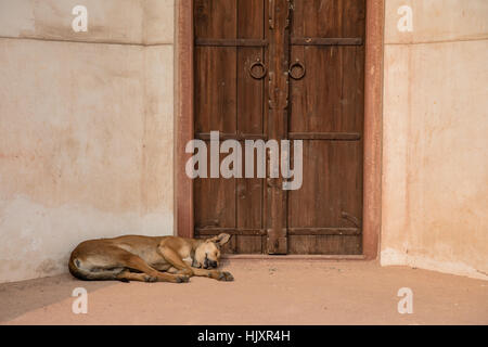 Ein Hund schläft in einem Hauseingang in Humayun Mausoleum in Neu-Delhi, Indien, das Grab des Mughal Kaisers Humayun. Stockfoto