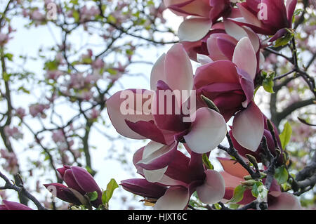 Zart rosa weiße Magnolie Knospen auf Ast Stockfoto