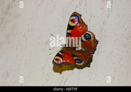 Der schöne Schmetterling und ein Pfau-Auge Stockfoto