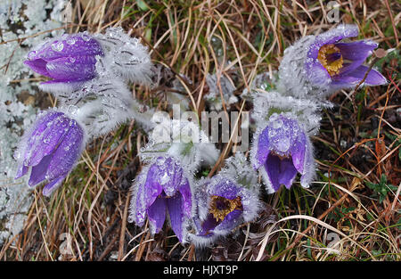 Ein lila lila Pasque - Blumen mit Tau Stockfoto