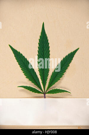 Einzelne Cannabisblatt isoliert über strukturierte Papier mit Creme Schleife und Exemplar - medizinisches Marihuana-Konzept Stockfoto