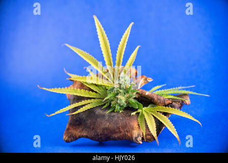 Cannabis Blumen und Vase (schwarze russische Sorte) mit Topf Blätter über getrocknete Pilze auf blauem Hintergrund - medizinisches Marihuana-Konzept Stockfoto