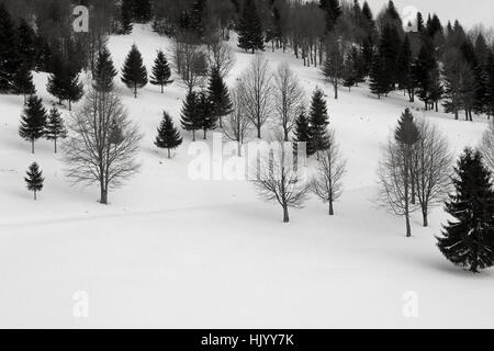 am Waldrand im Winter, mit Fichten und buchen Stockfoto