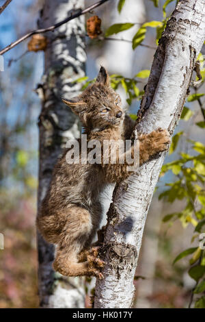 Kanada-Luchs-Kätzchen Stockfoto