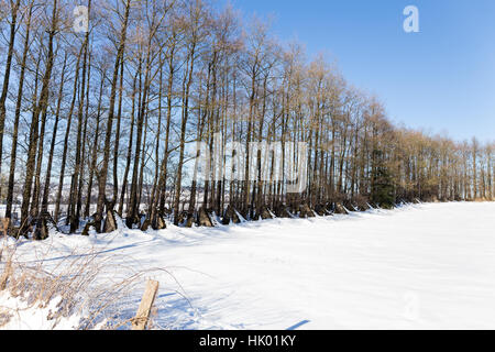 Tank Hindernisse im Winter - so genannte Siegfried line Stockfoto