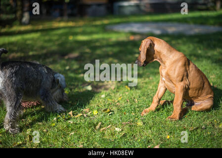 Rhodesian Ridgeback Welpen Stockfoto
