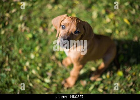 Rhodesian Ridgeback Welpen Stockfoto