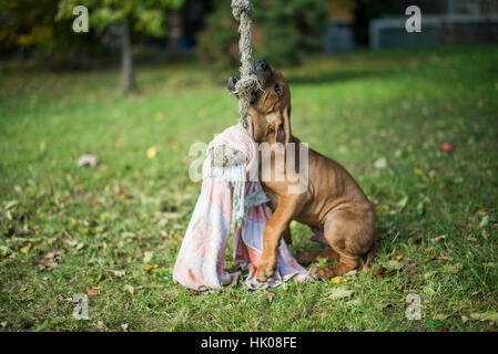 Rhodesian Ridgeback Welpen Stockfoto