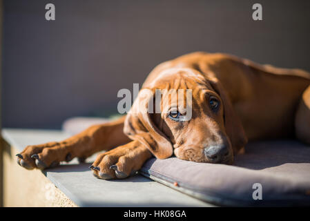 Rhodesian Ridgeback Welpen Stockfoto