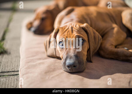 Rhodesian Ridgeback Welpen Stockfoto