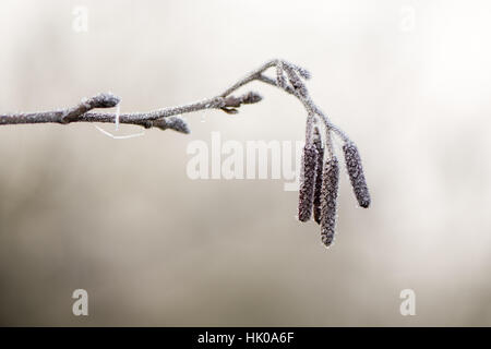 Männliche Blüten des Baumes in der Familie Betulaceae, gesehen bedeckt an einem Wintermorgen in Eiskristallen. Stockfoto