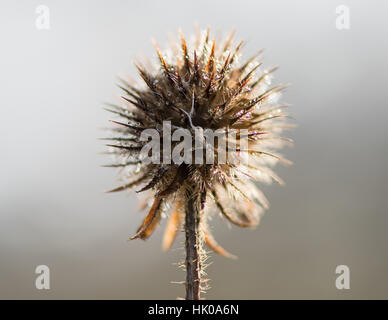 Kleine Karde (Dipsacus Pilosus) Saatgut Kopf im Winter. Toten Blütenstand bedeckt in Frost in der Familie Dipsaceae schmelzen Stockfoto