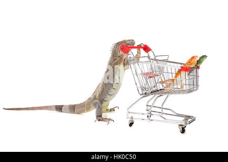 Leguan mit Einkaufswagen mit Eidechsen in einem weißen Hintergrund isoliert Stockfoto