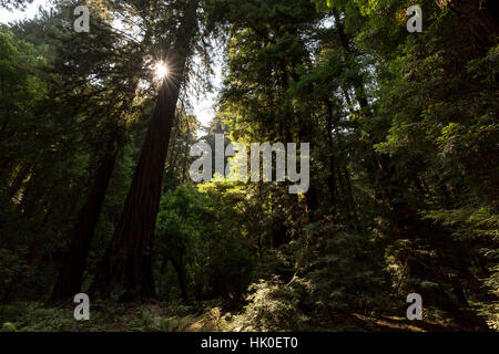 Muir Woods National Monument. August 2016. San Francisco, Kalifornien, Vereinigte Staaten von Amerika Stockfoto