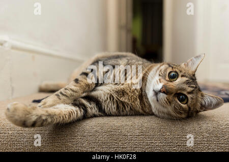 Tabby Katze auf dem Boden Stockfoto