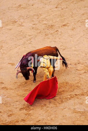 Stierkampf, Novillada Picada auf die Stierkampfarena Plaza de Toros de Las Ventas in Madrid, Spanien Stockfoto