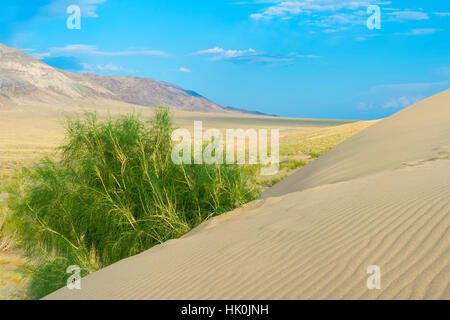 Singen, Dünen, Altyn-Emel-Nationalpark, Region Almaty, Kasachstan, Zentralasien Stockfoto