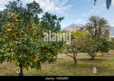 Garten von Zitrusfrüchten des Palais Carnolès, Menton, Frankreich Stockfoto