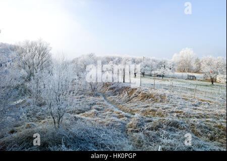 Raureif auf Bäumen und Sträuchern an den Ufern des Flusses Nitra in der Slowakei Nove Zamky Jan 2017 Stockfoto