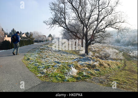 Raureif auf Sträuchern und Bäumen an den Ufern des Flusses Nitra in der Slowakei Nove Zamkey mit Temperatur bei minus 10 Celsius Januar 2017 Stockfoto