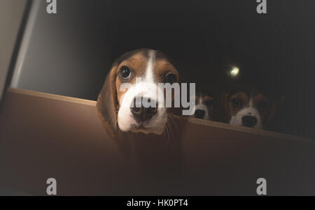 Drei neugierigen Beagle Welpen Stockfoto