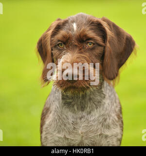 Deutsch Drahthaar Welpen Stockfoto