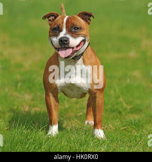 Staffordshire Bull Terrier Hund Stockfoto