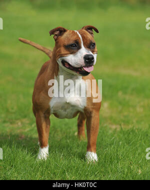 Staffordshire Bull Terrier Hund Stockfoto