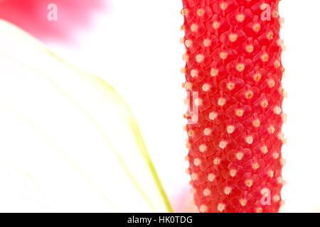 Makro, Nahaufnahme, Makro-Aufnahme, Nahaufnahme Blick, Pflanzen, Blumenladen, Seite, Stockfoto